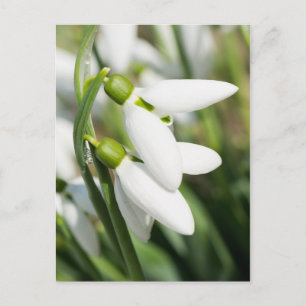 Snowdrops flowers postcard