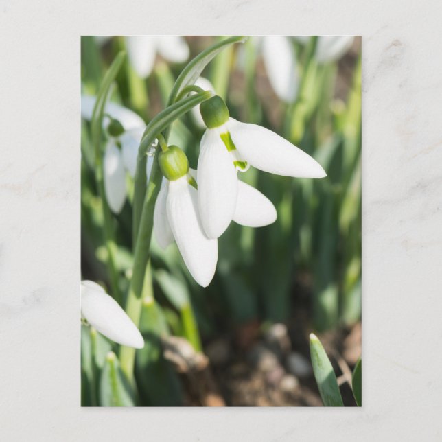 Snowdrops flowers postcard (Front)