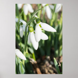 Snowdrops flowers poster