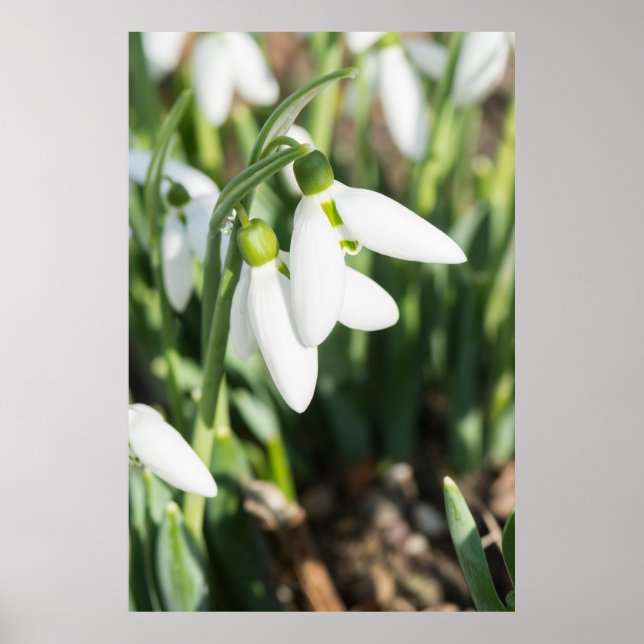 Snowdrops flowers poster (Front)