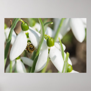 Snowdrops flowers poster