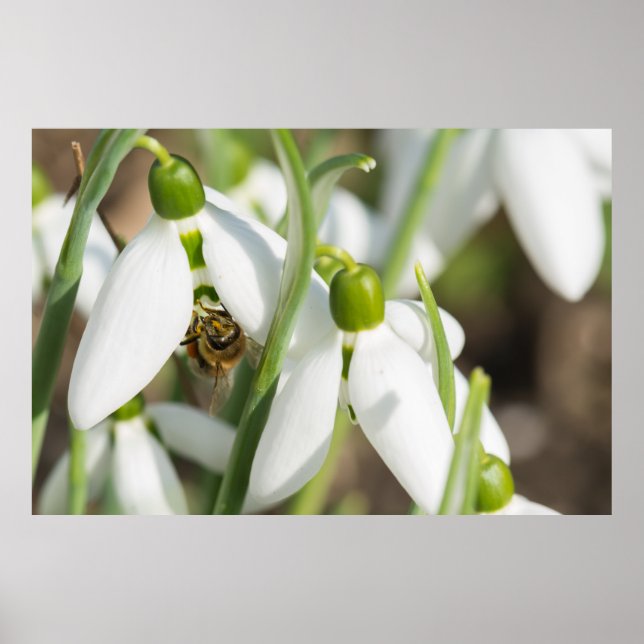 Snowdrops flowers poster (Front)