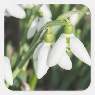Snowdrops flowers square sticker