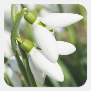 Snowdrops flowers square sticker