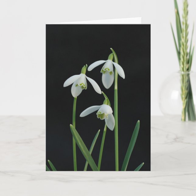 Snowdrops greeting card (Front)