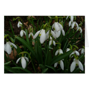 Snowdrops I