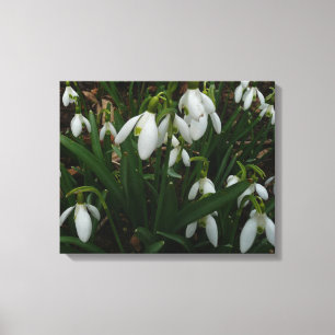 Snowdrops I (Galanthus) White Spring Flowers Canvas Print