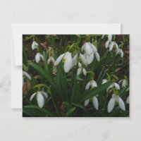 Snowdrops I (Galanthus) White Spring Flowers