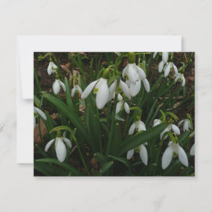 Snowdrops I (Galanthus) White Spring Flowers Card