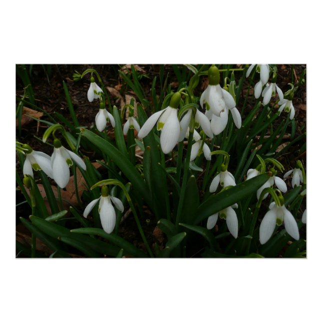 Snowdrops I (Galanthus) White Spring Flowers Poster (Front)
