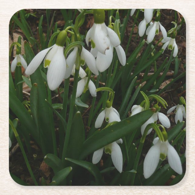 Snowdrops I (Galanthus) White Spring Flowers Square Paper Coaster (Front)