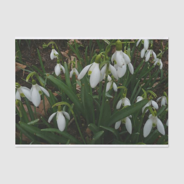 Snowdrops I (Galanthus) White Spring Flowers Tissue Paper (Front)