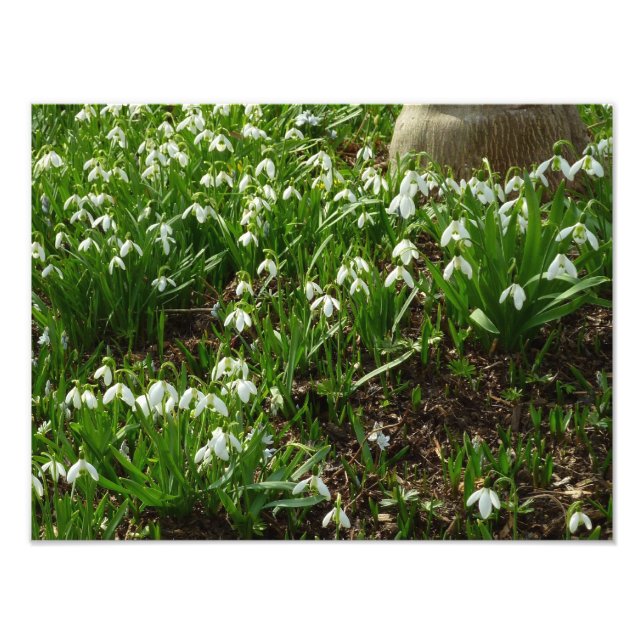 Snowdrops II (Galanthus) Spring Floral Photo Print (Front)