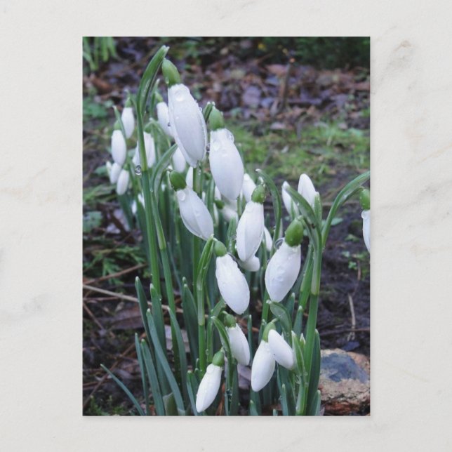 Snowdrops in the rain postcard (Front)
