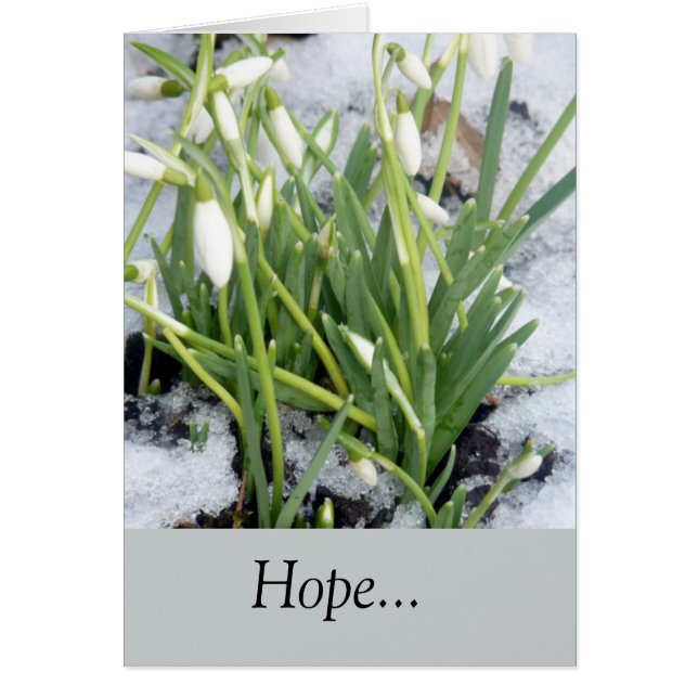 Snowdrops In The Snow (Front)