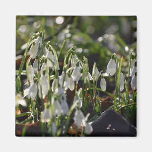 Snowdrops magnet
