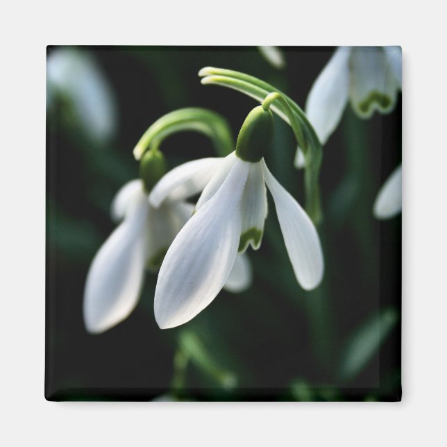 Snowdrops Magnet (Front)