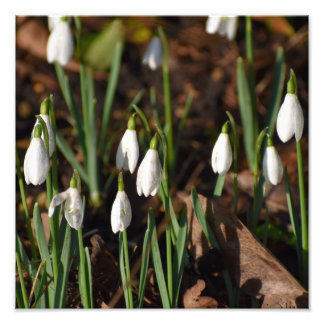 Snowdrops photo print