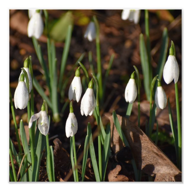 Snowdrops  photo print (Front)
