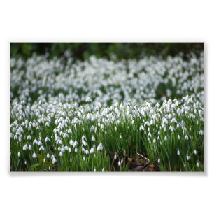 Snowdrops photo print