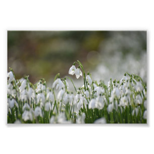 Snowdrops photo print