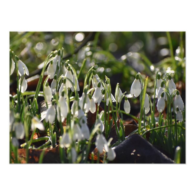 Snowdrops  photo print (Front)