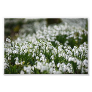 Snowdrops photo print