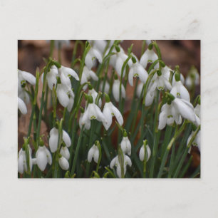 Snowdrops  postcard
