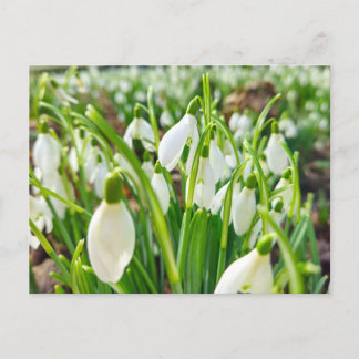 Snowdrops  postcard