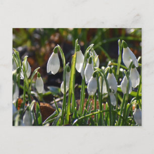 Snowdrops  postcard