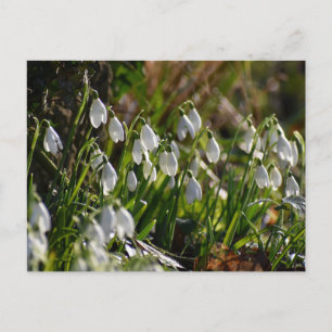 Snowdrops  postcard