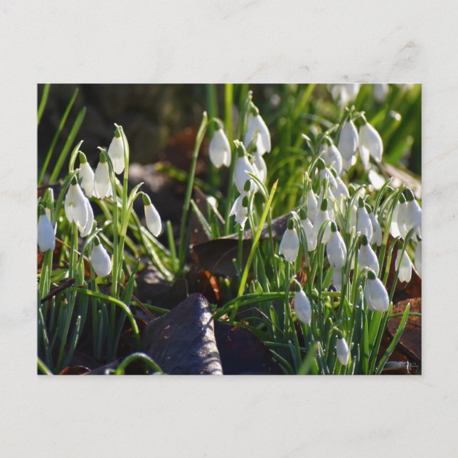 Snowdrops  postcard (Front)