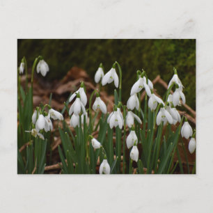 Snowdrops  postcard
