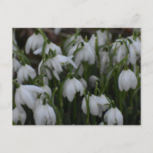 Snowdrops postcard