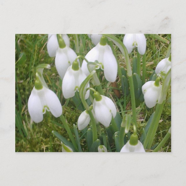Snowdrops Postcard (Front)