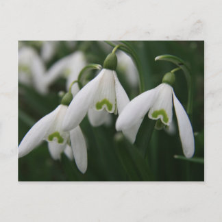 Snowdrops Postcard