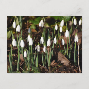 Snowdrops  postcard