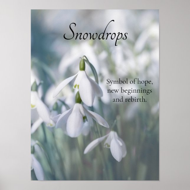 Snowdrops  poster (Front)