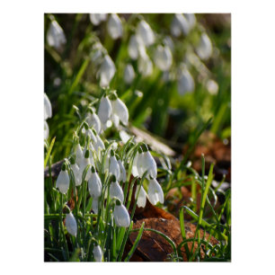 Snowdrops poster