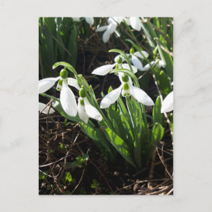 Snowdrops Spring Flowers Postcard