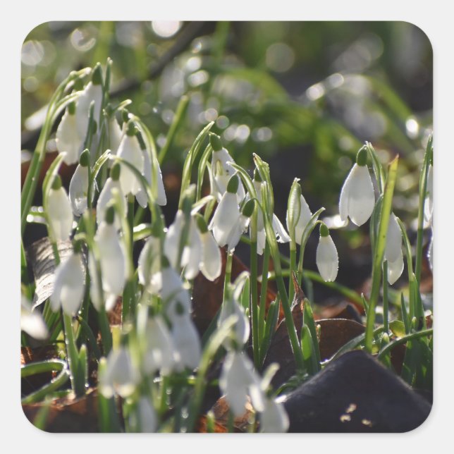 Snowdrops  square sticker (Front)