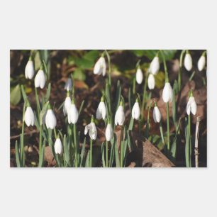 Snowdrops  sticker
