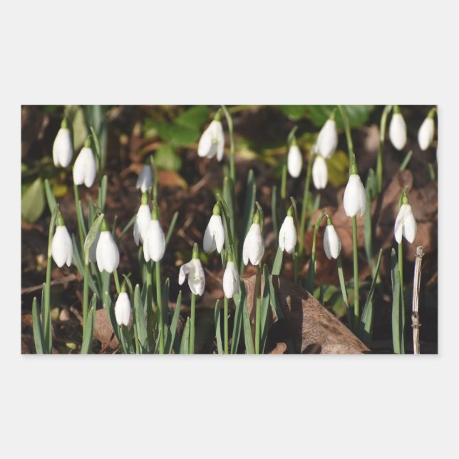 Snowdrops  sticker (Front)