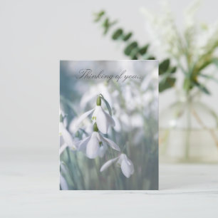 Snowdrops Thinking Of You  Postcard