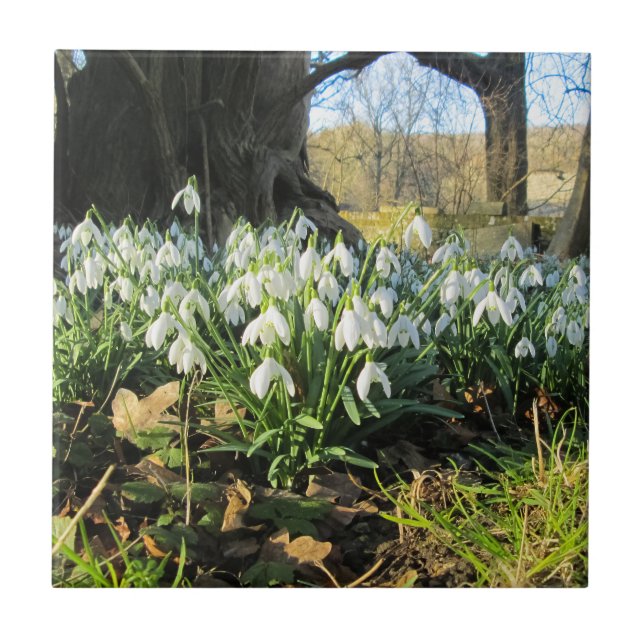 Snowdrops Under an English Yew Tree - Ceramic Tile (Front)