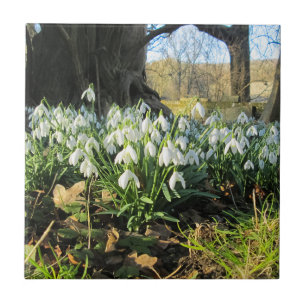 Snowdrops Under an Old Tree - Ceramic Tile