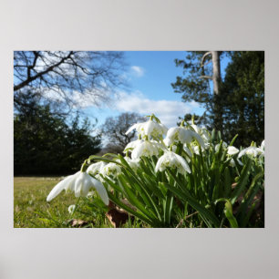 Snowdrops under the apple tree poster