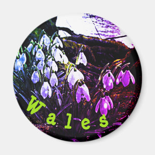 Snowdrops violets par River Hafren Fridge Magnet