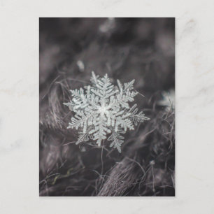 Snowflake Layers - Macro Postcard