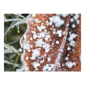 Snowflakes  photo print